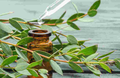 eucalyptus_essential_oil-alphasauna